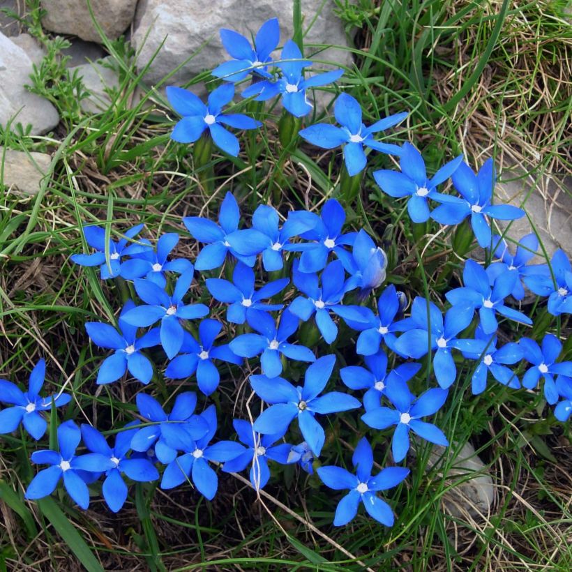 Gentiana verna (Flowering)