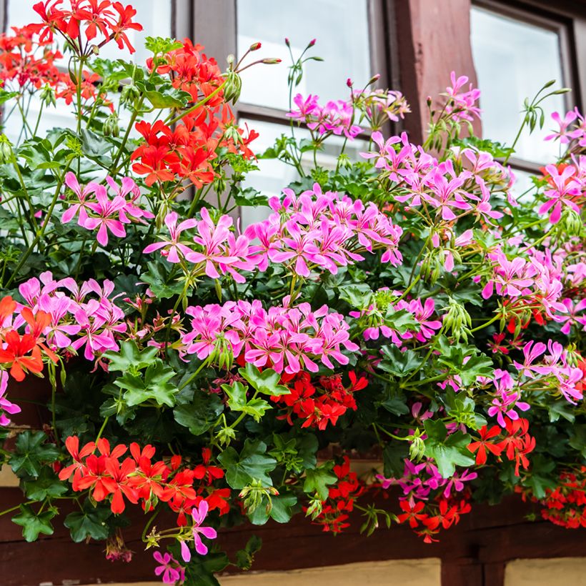 Pelargonium peltatum Balcon Lilas (Plant habit)