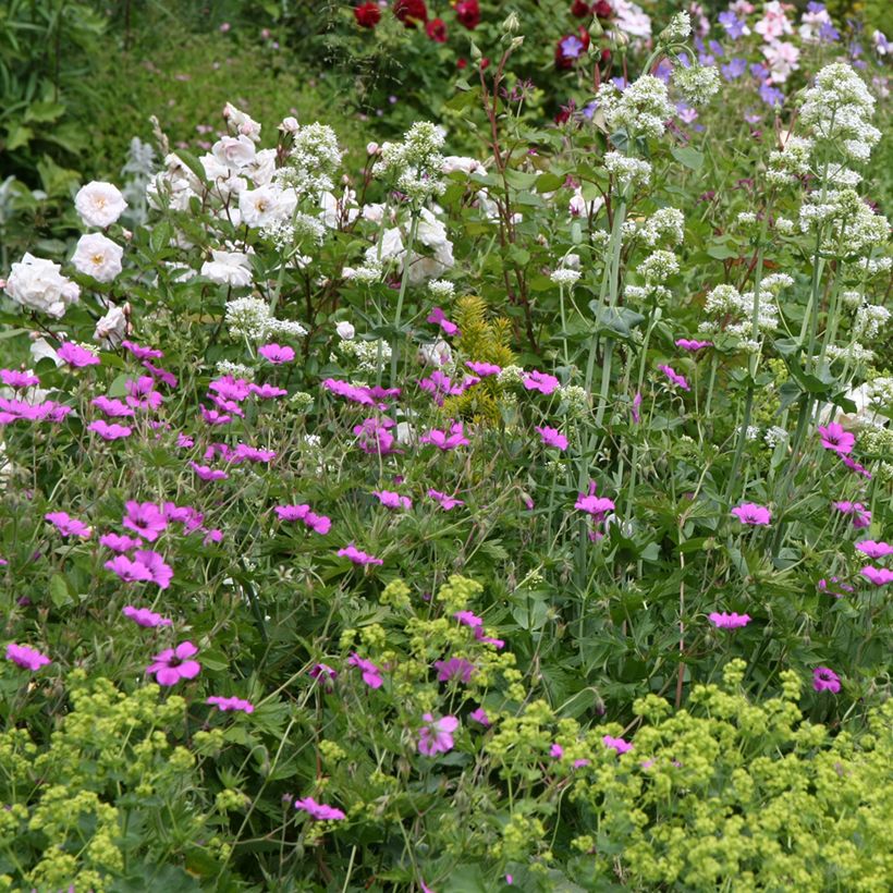 Geranium Patricia (Plant habit)