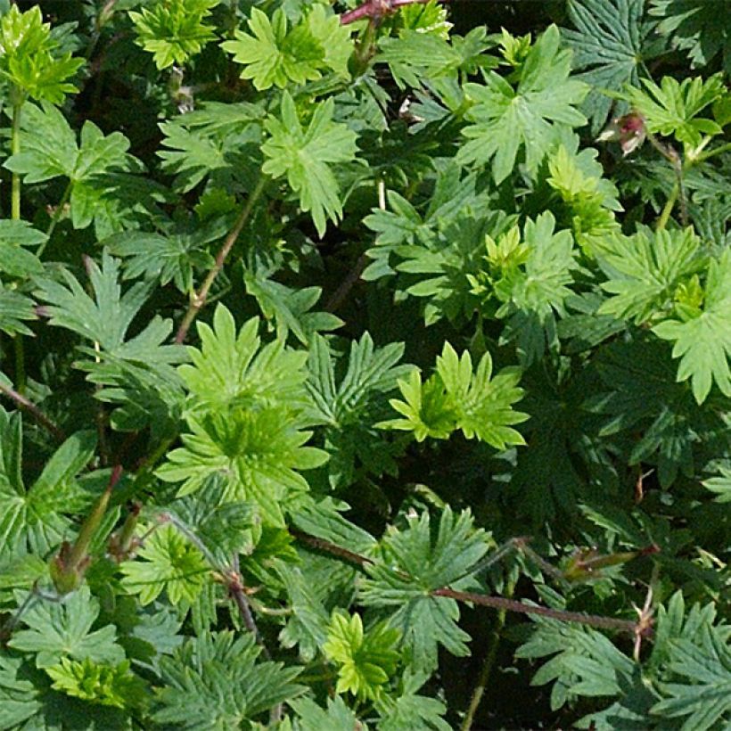 Geranium Tiny Monster (Foliage)