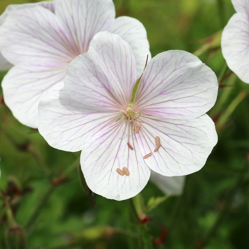 Geranium clarkei Kashmir White (Flowering)