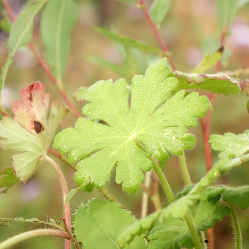 Geranium macrorrhizum Ingwersens Variety (Foliage)