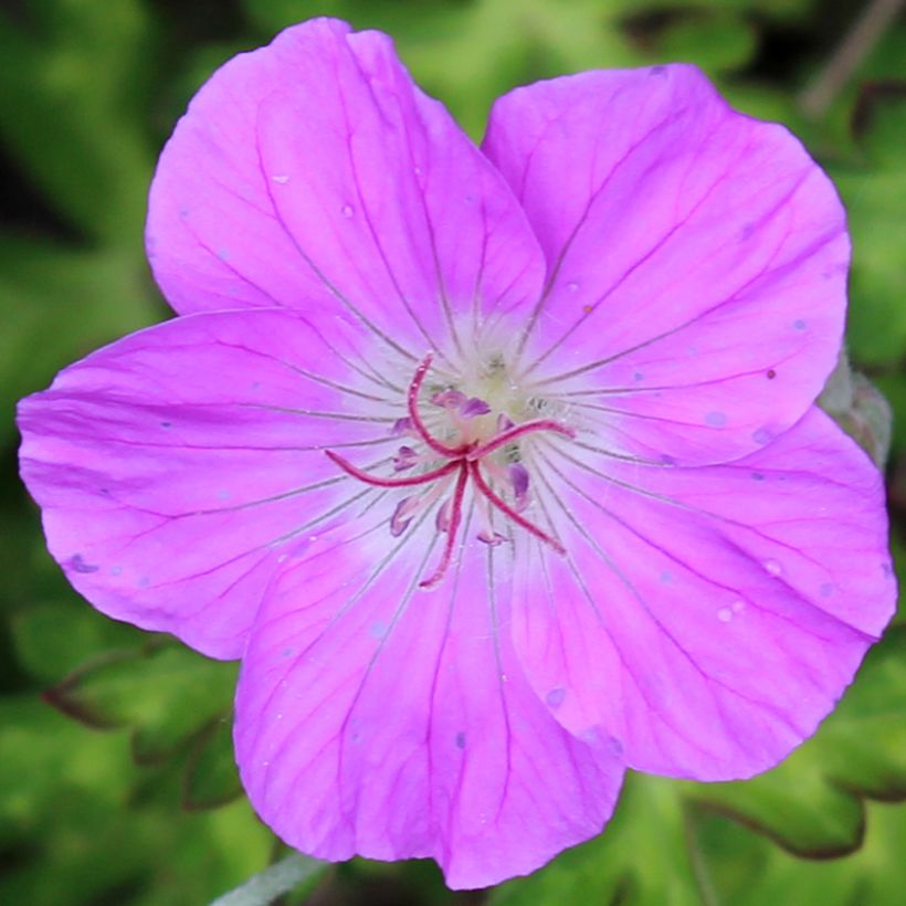 Geranium orientalitibeticum (Flowering)