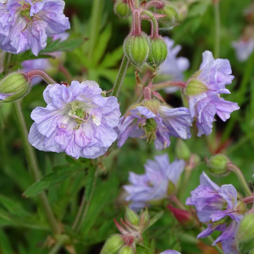 Geranium pratense Cloud Nine (Flowering)