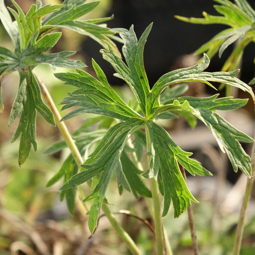 Geranium pratense Double Jewel (Foliage)