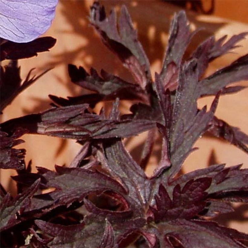 Geranium pratense Hocus Pocus (Foliage)