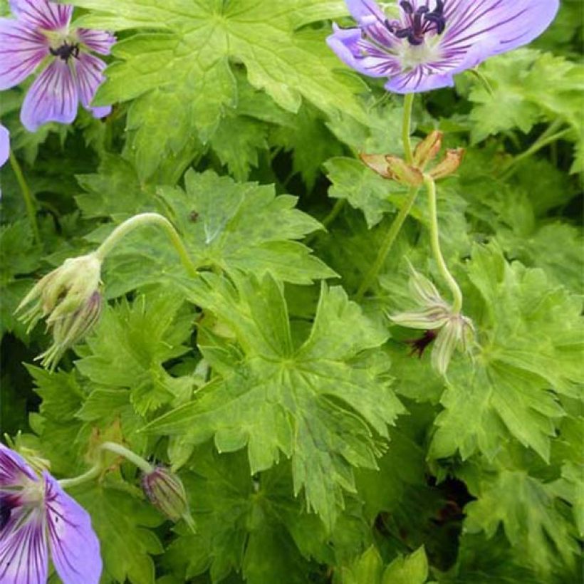 Geranium wallichianum Havana Blues (Foliage)