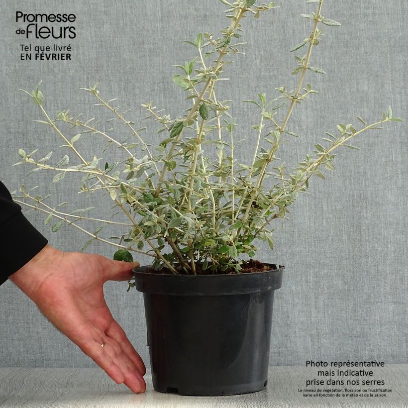 Germandrée arbustive - Teucrium fruticans Pot de 2L/3L sample as delivered in autumn