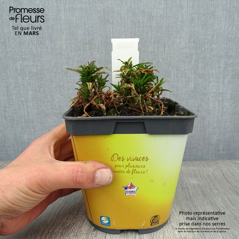 Giroflée suffruticosum Gold Cup - Erysimum suffruticosum - pot de 2L/3L sample as delivered in winter