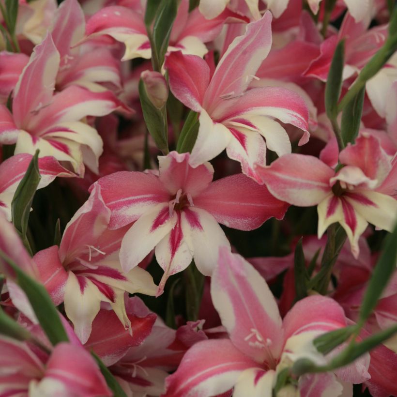 Gladiolus Galaxian - Sword Lily (Flowering)