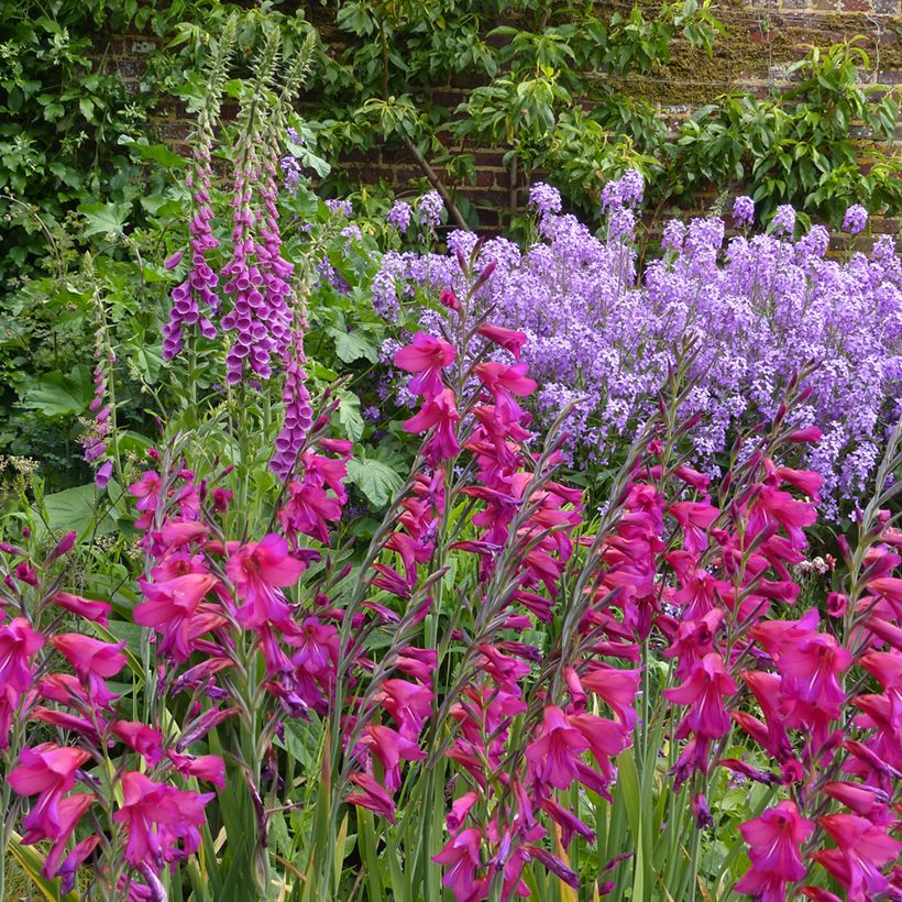 Gladiolus byzantinus Whistling Jack - Byzantine Gladiolus (Plant habit)