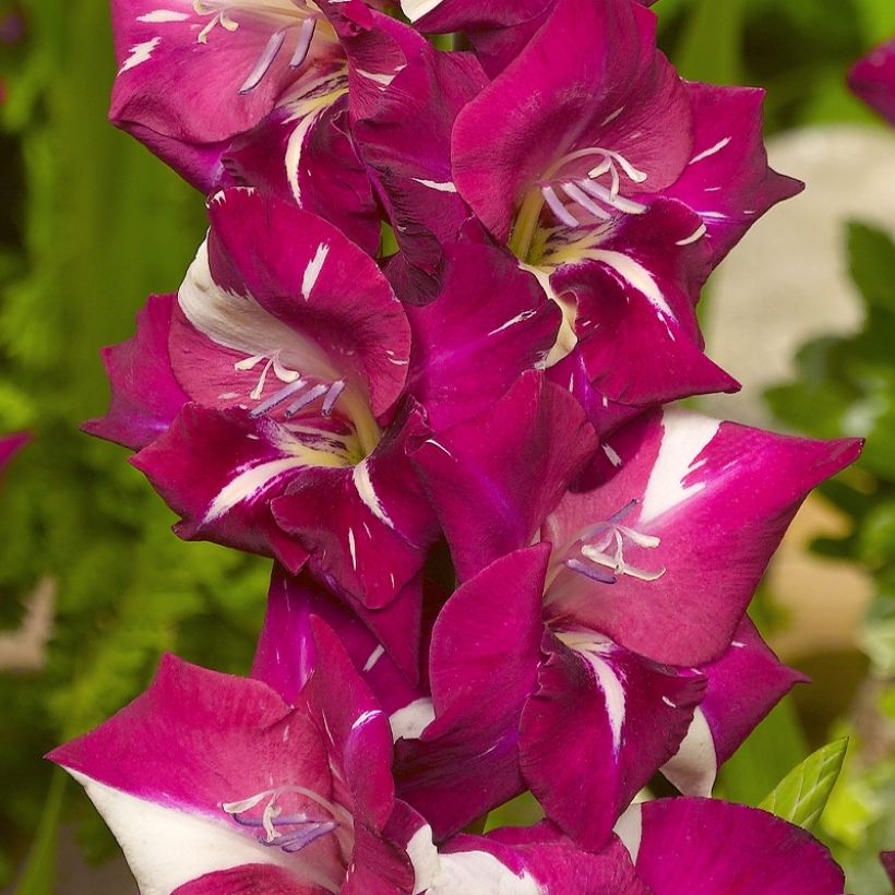 Gladiolus Dared - Sword Lily (Flowering)