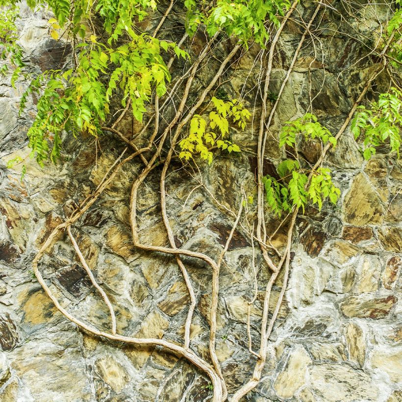 Wisteria frutescens var. macrostachya Clara Mack (Plant habit)