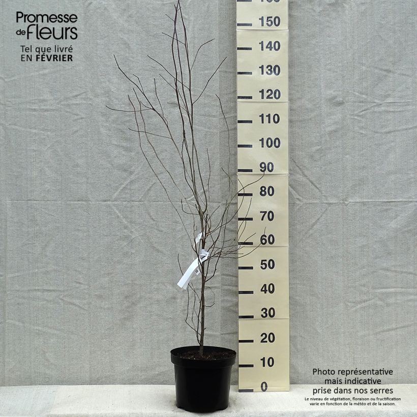 Gommier noir - Nyssa sylvatica en pot de 10L sample as delivered in winter