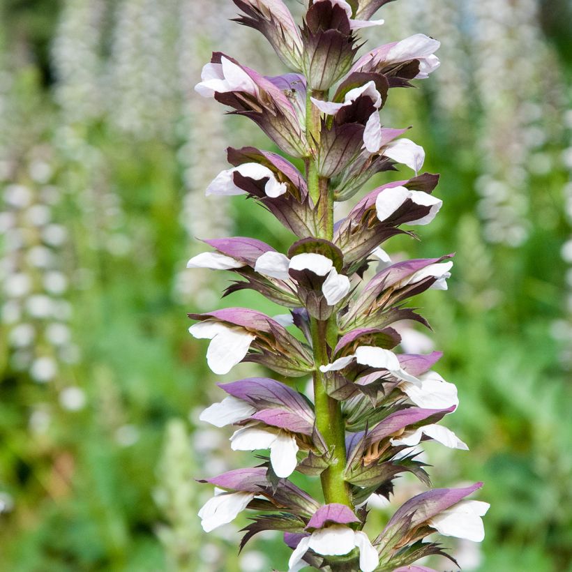 Acanthus mollis (seeds) (Flowering)