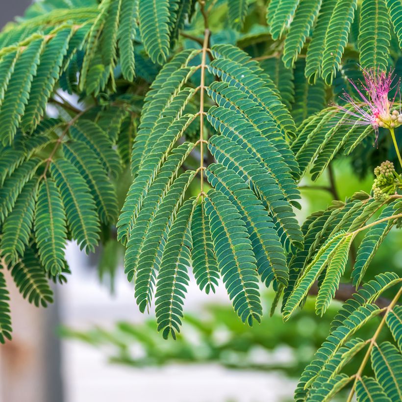 Albizia julibrissin - Silk Tree (Foliage)