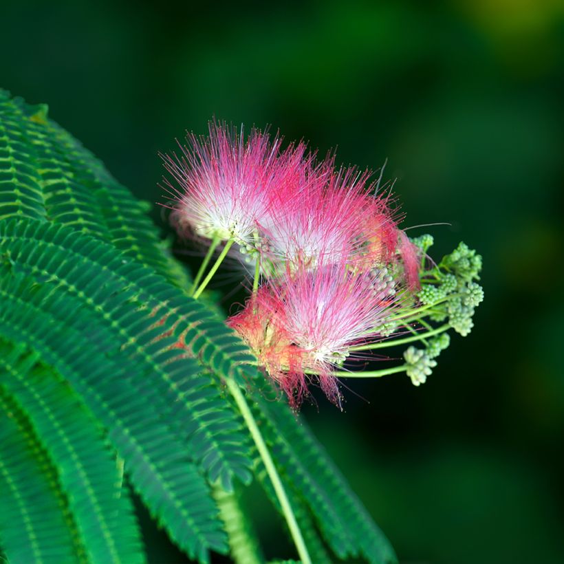 Albizia julibrissin - Silk Tree (Flowering)