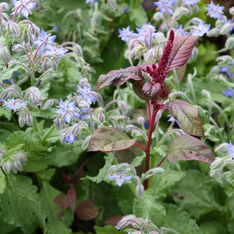 Amaranthus cruentus Velvet Curtains Seeds (Flowering)