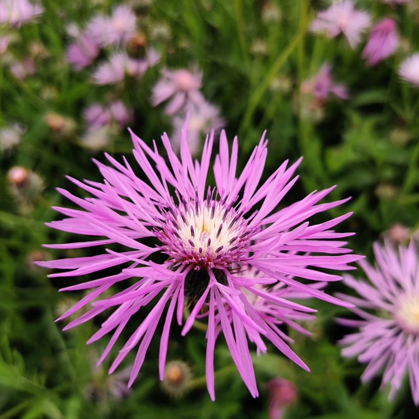 Amberboa muricata Seeds - Sweet Sultan (Flowering)