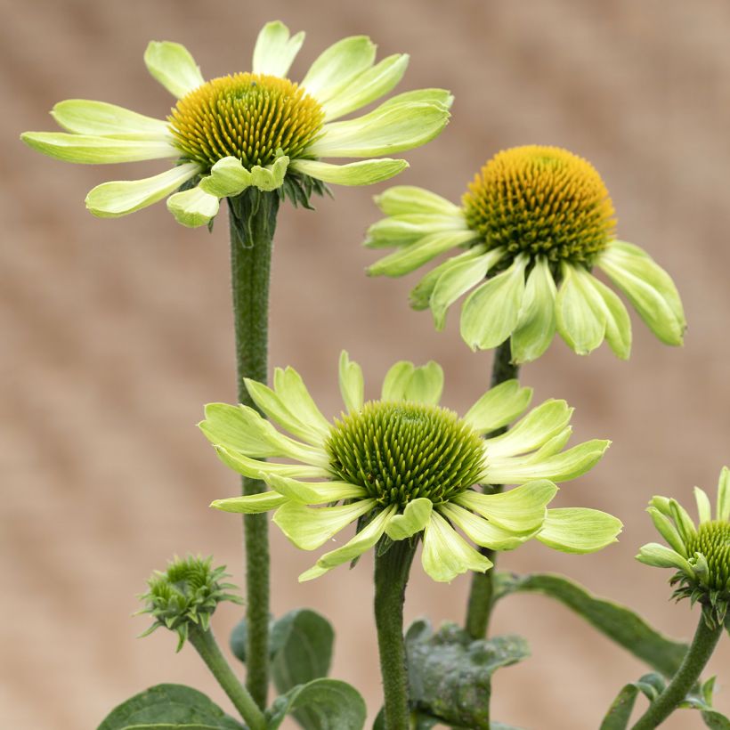 Echinacea purpurea 'Alan's Pride' (Flowering)