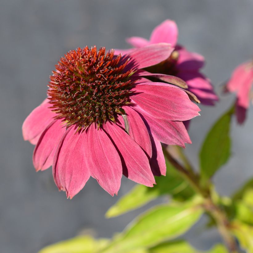 Echinacea Pow Wow Wild Berry - Purple beak Rudbeckia seeds (Flowering)