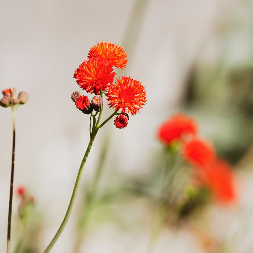 Tassel Flower Scarlet Magic Seeds - Emilia coccinea (Flowering)