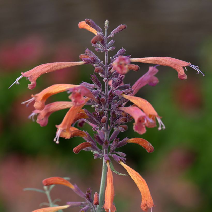 Agastache rupestris Apache Sunset -seeds (Flowering)