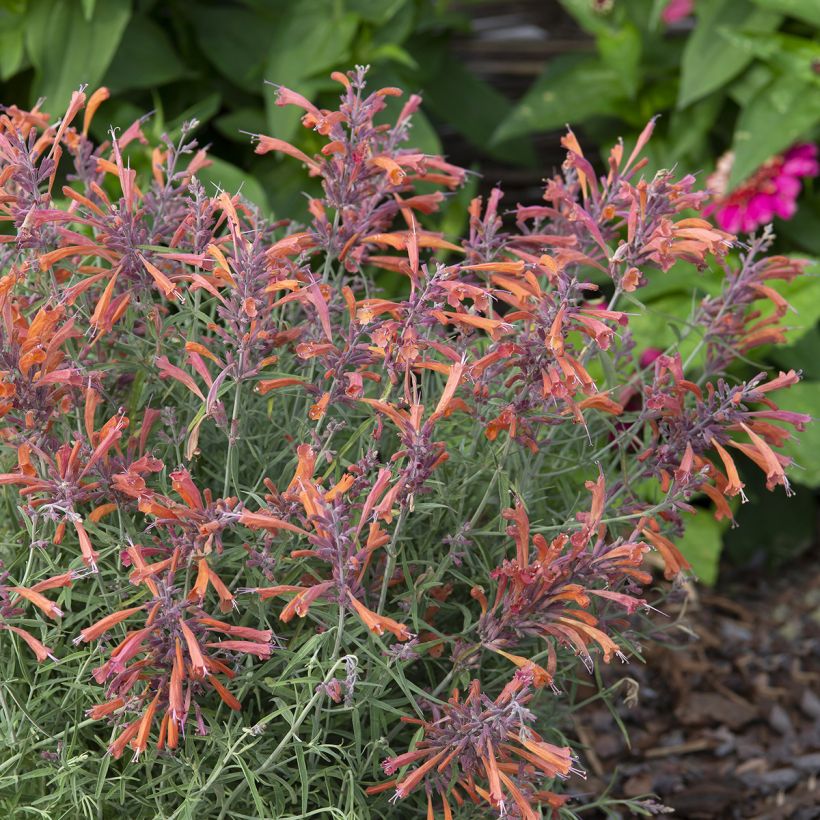 Agastache rupestris Apache Sunset -seeds (Plant habit)