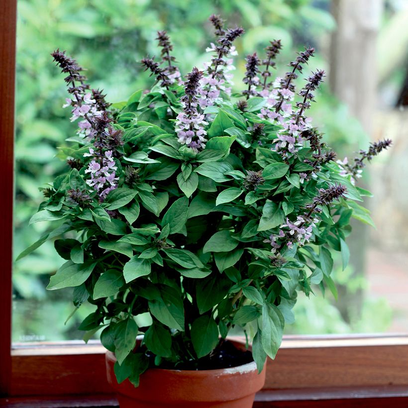 Basil Floral Spires - Ocimum basilicum (Plant habit)