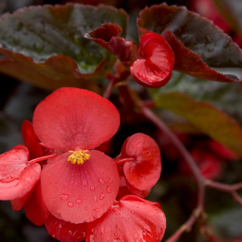 Begonia x benariensis F1 Big Red Bronze Leaf seeds (Flowering)