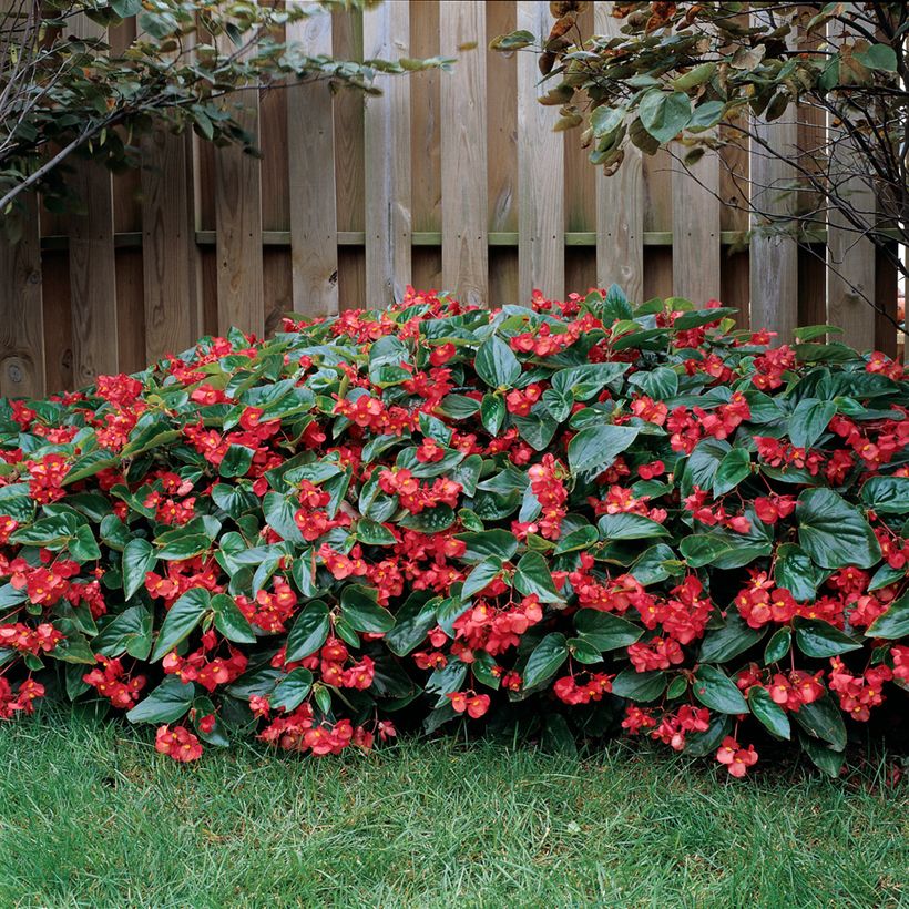 Begonia Dragon Wing Red seeds (Plant habit)