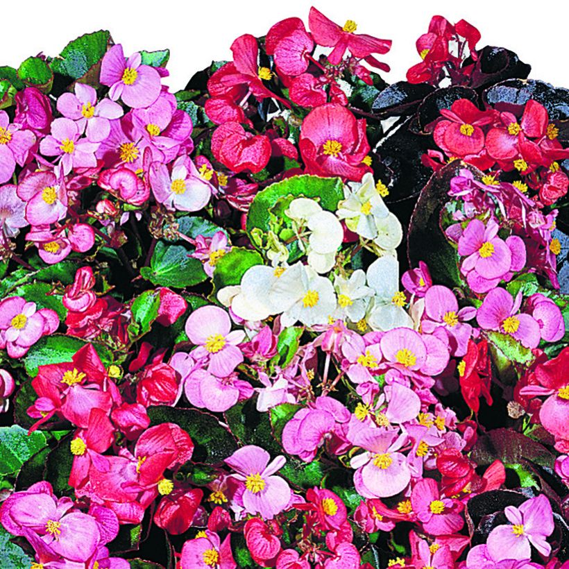 Begonia Organdy F1 Mix seeds (Flowering)