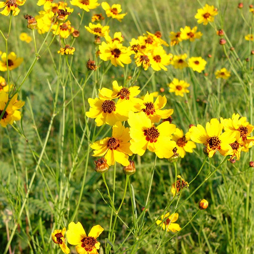 Berlandiera lyrata Seeds (Plant habit)