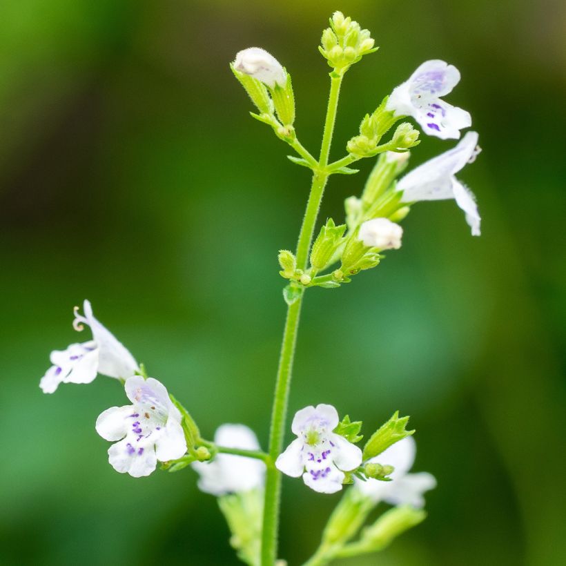 Calamintha nepeta - Lesser Calamint seeds (Flowering)