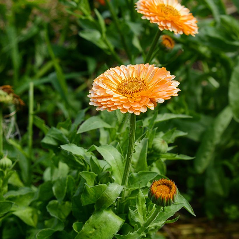 Calendula officinalis Pink Surprise Seeds - Pot Marigold (Flowering)