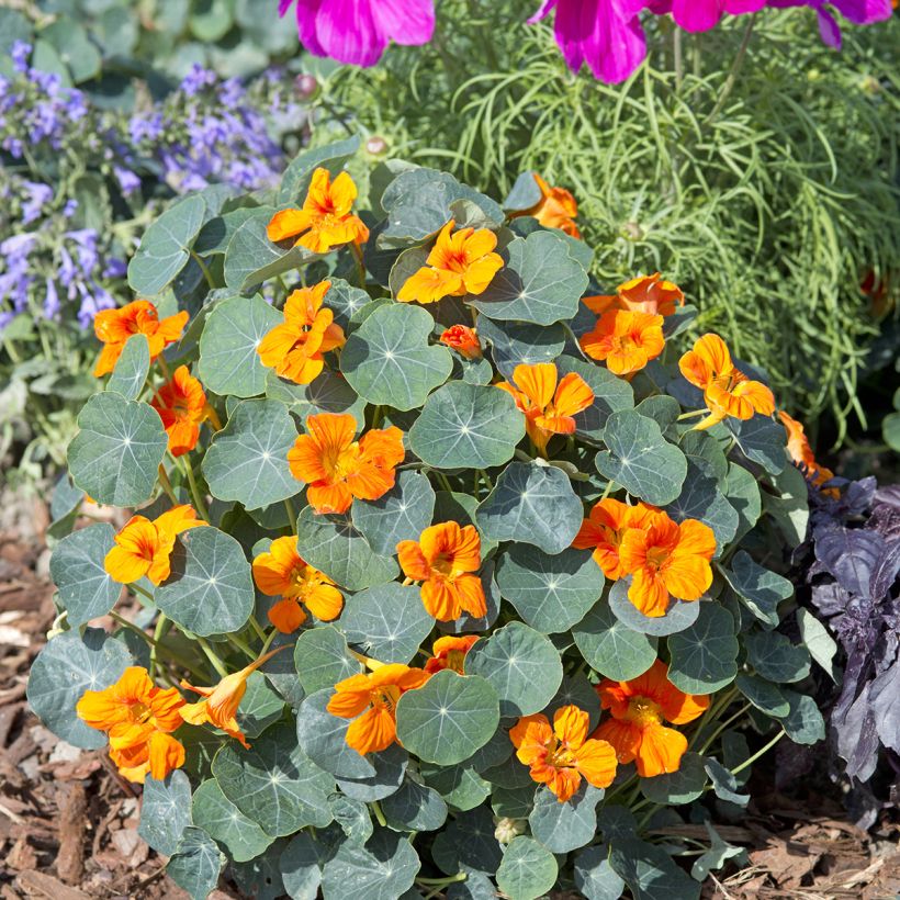 Tropaeolum Baby Orange - Dwarf Nasturtium Seeds (Plant habit)