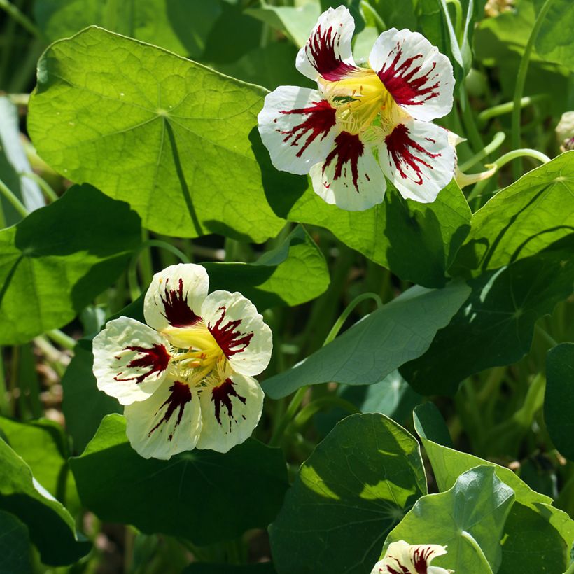 Tropaeolum majus Chameleon Seeds - Dwarf Nasturtium (Flowering)