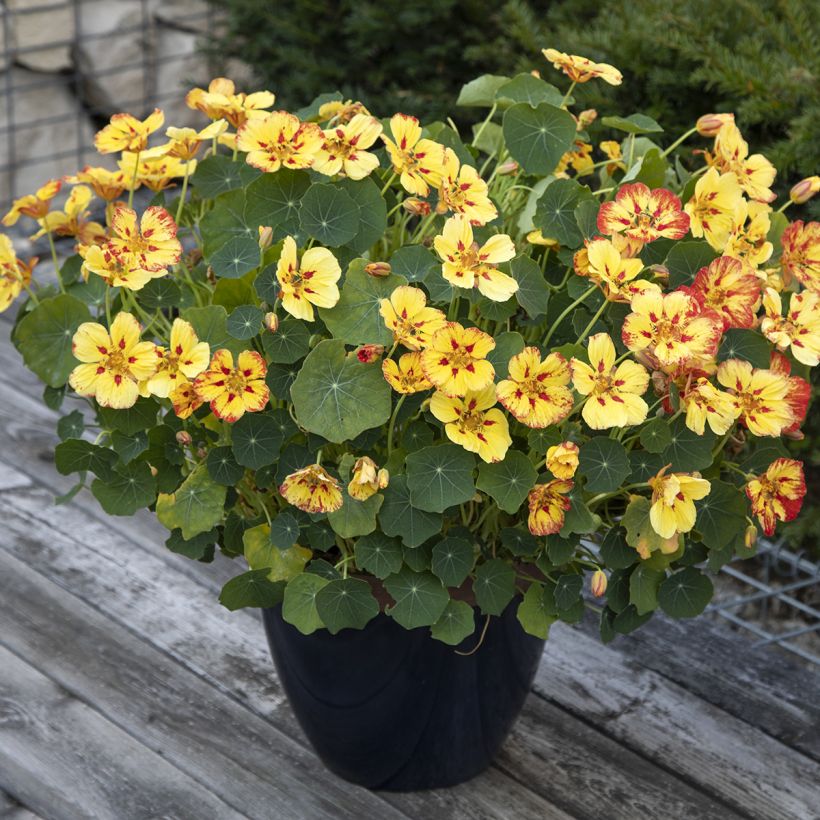 Tropaeolum majus Ice Cream Sundae (Plant habit)