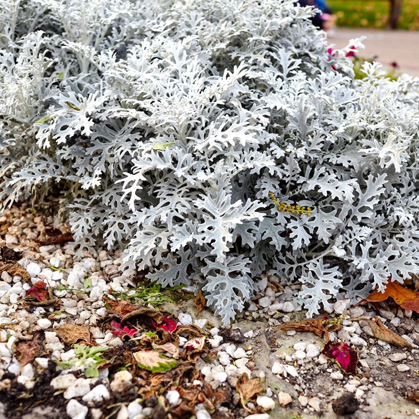 Senecio cineraria Silver Dust (Plant habit)