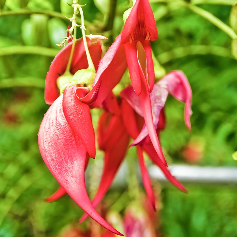 Clianthus puniceus - Lobster claw seds (Flowering)