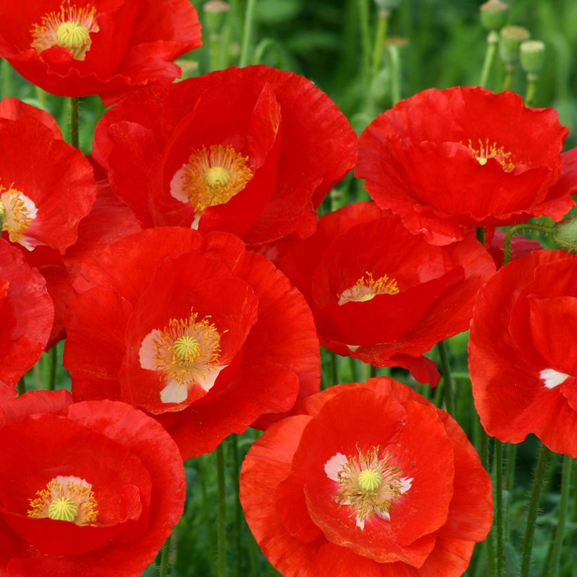 Poppy American Legion seeds - Papaver rhoeas (Flowering)