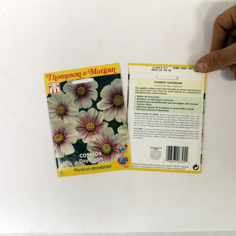 Example of Graines de Cosmos Sensation Daydream - Cosmos bipinnatus Graines specimen as delivered