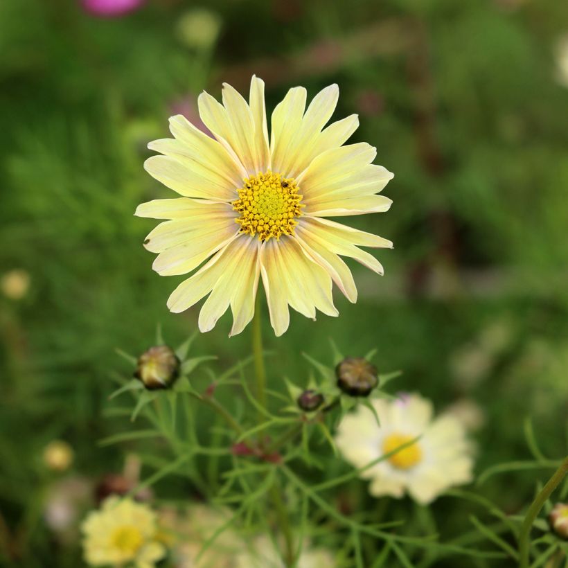 Cosmos bipinnatus Lemonade - Garden Cosmos seeds (Flowering)