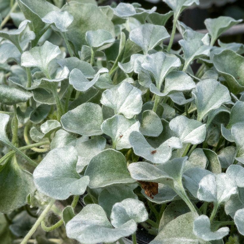 Dichondra argentea Silver Falls - Silver ponysfoot seeds (Foliage)