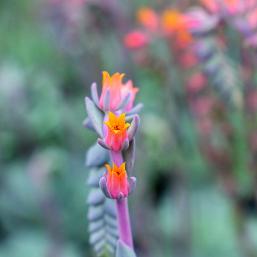 Echeveria peacockii Urban Orange seeds (Flowering)