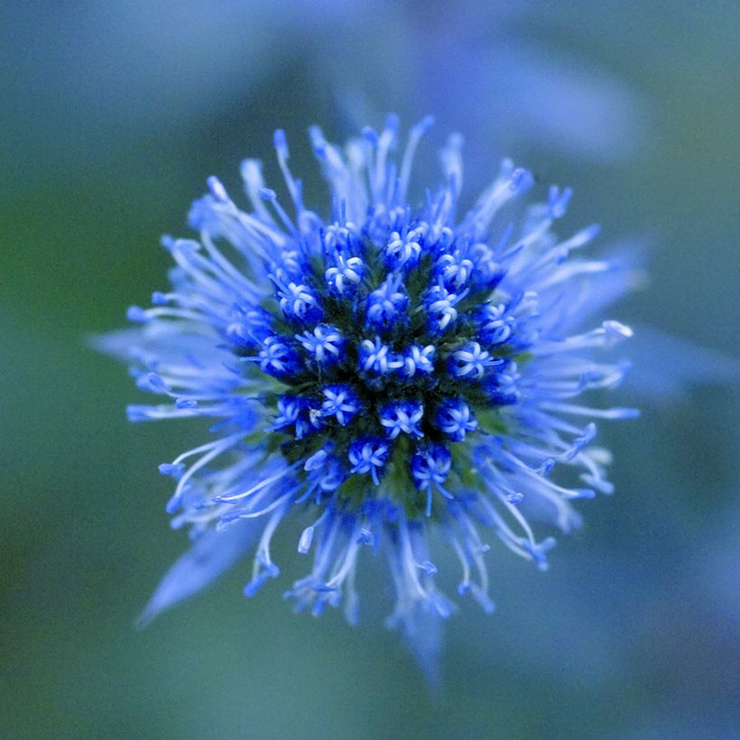 Eryngium planum Blue Glitter seeds - Flat Sea Holly (Flowering)