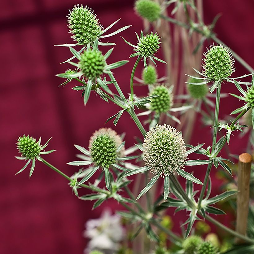 Eryngium planum White Glitter seeds - Flat Sea Holly (Harvest)