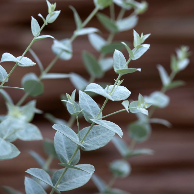 Eucalyptus Moon Lagoon - Fine leaf Mallee (Foliage)