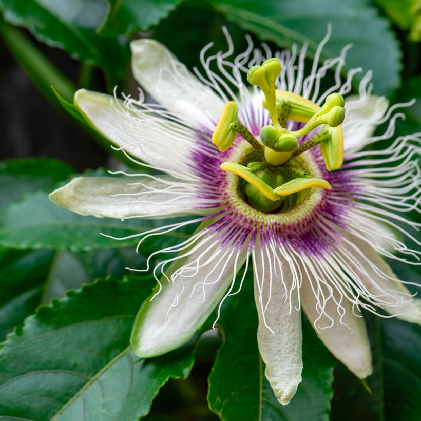 Passiflora edulis seeds (Flowering)