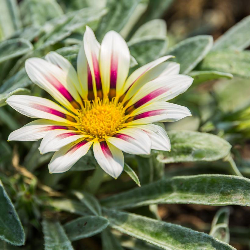 Gazania Tiger Stripes Mixed Seeds - Treasure Flower (Flowering)